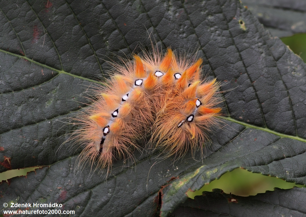 šípověnka maďalová, Acronicta aceris (Motýli, Lepidoptera)
